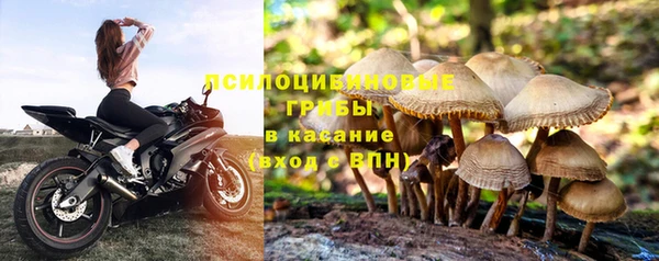 стаф Верея